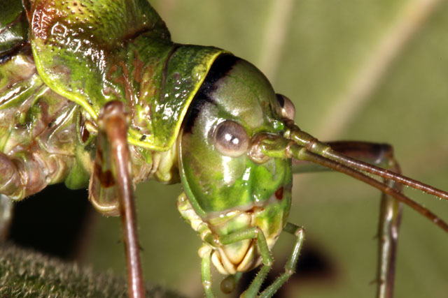 Ephippiger ephippiger - Copyright Denis Bourgeois